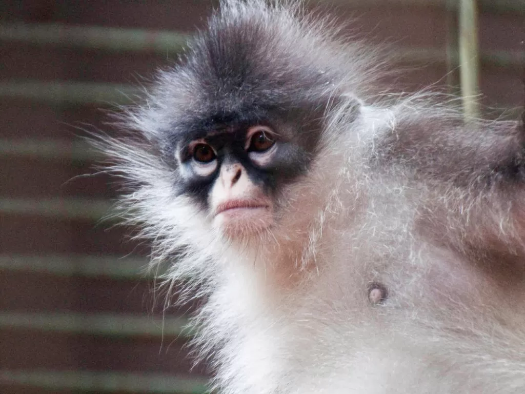 Monyet kekah. (zoochat.com) 