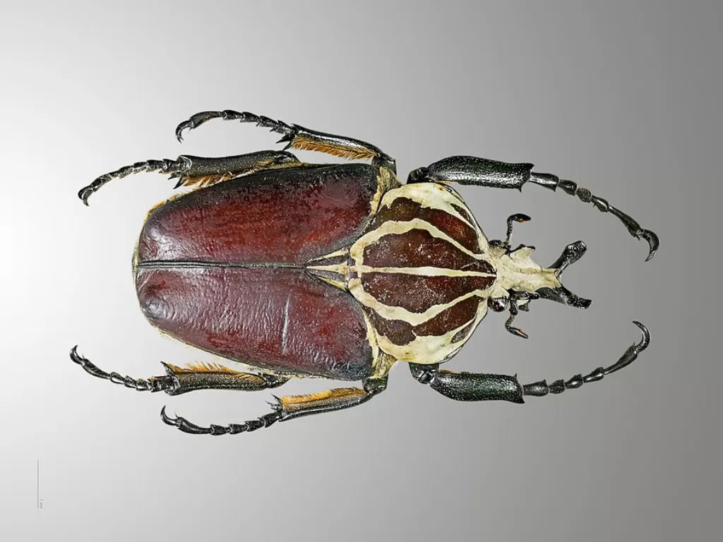 Kumbang Goliath. (wikipedia.org/Didier Descouens)