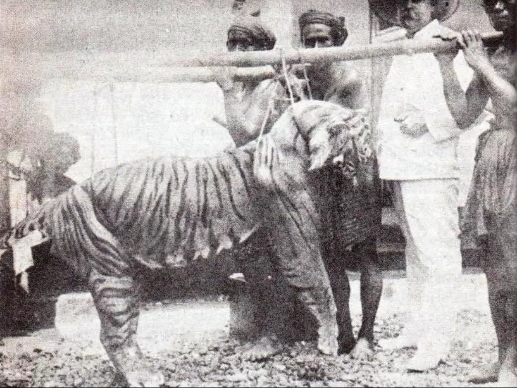 Harimau Bali yang dibunuh. (wikipedia.org)