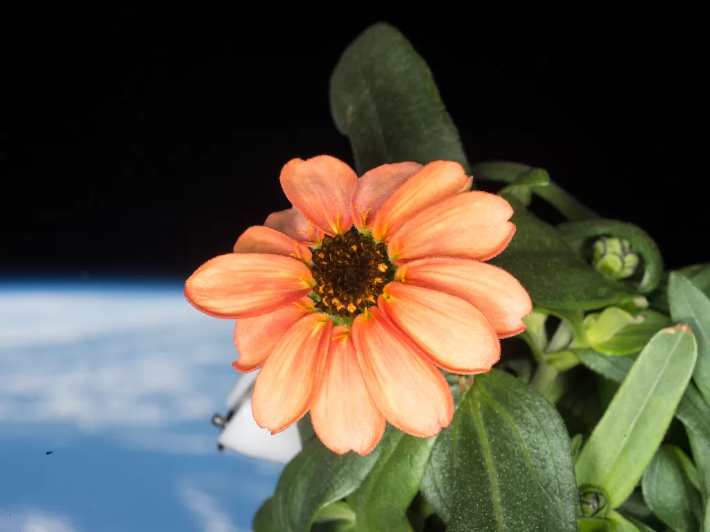 Bunga Zinnia yang Berhasil Mekar di Luar Angkasa. (wikimedia.org/NASA)