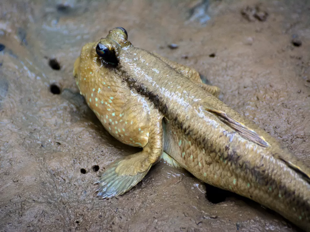 Ikan tembakul. (Flickr/Edgar Thissen)