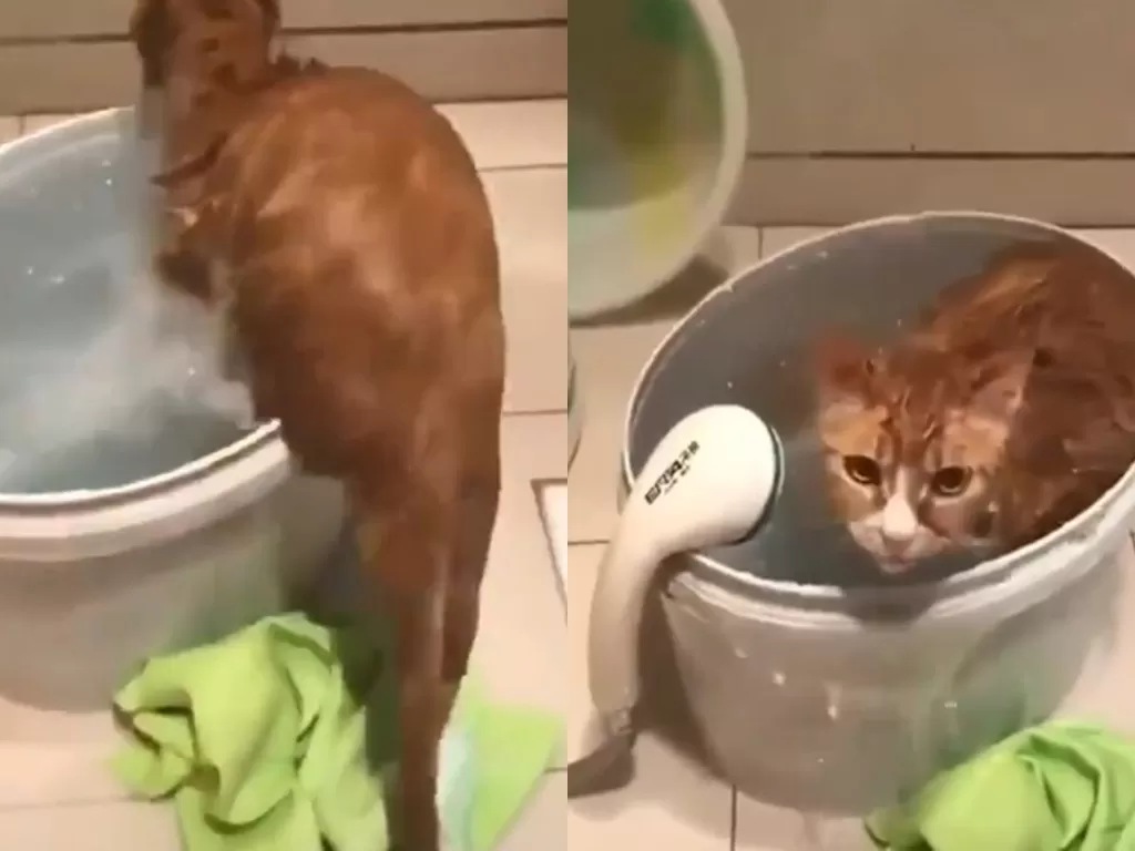 Kucing mandi sendiri. (Twitter/@ulat_bulu_bulu)