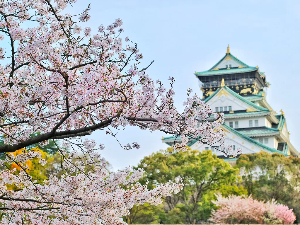 Ilustrasi bunga sakura. (photo/Ilustrasi/Pexel/Bagus Pangestu)