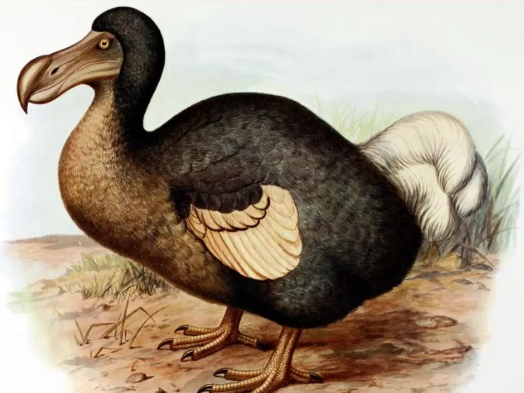 Ilustrasi Burung dodo. (wikipedia.org/BazzaDaRambler)
