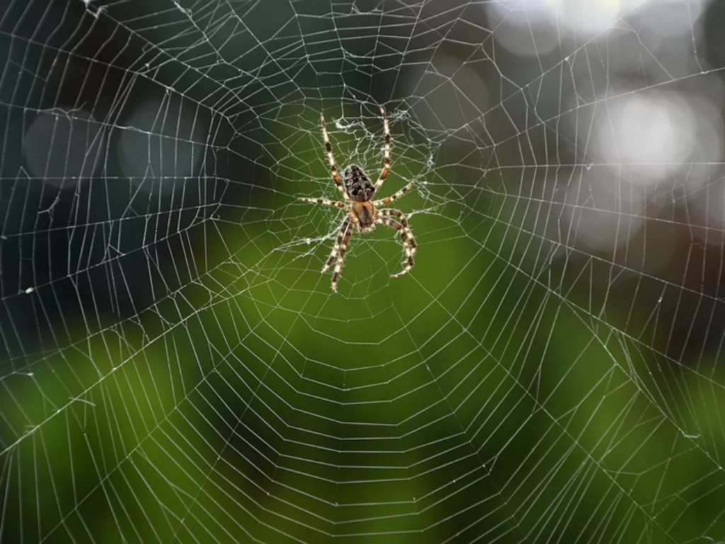 Jaring laba-laba. (Pixabay/Peggychoucair)