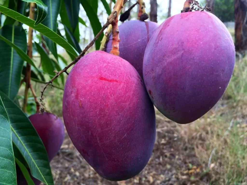 Buah mangga irwin, mangga unik berwarna ungu. (amazon.com)