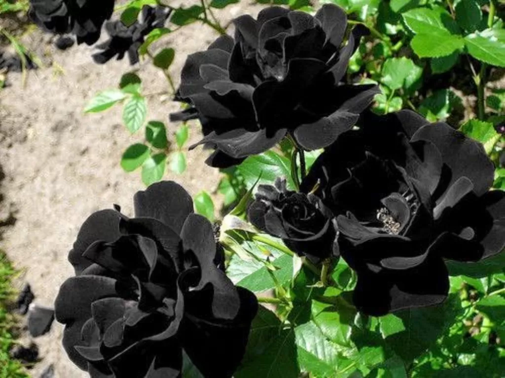Ilustrasi mawar hitam. (intermedia.ge)