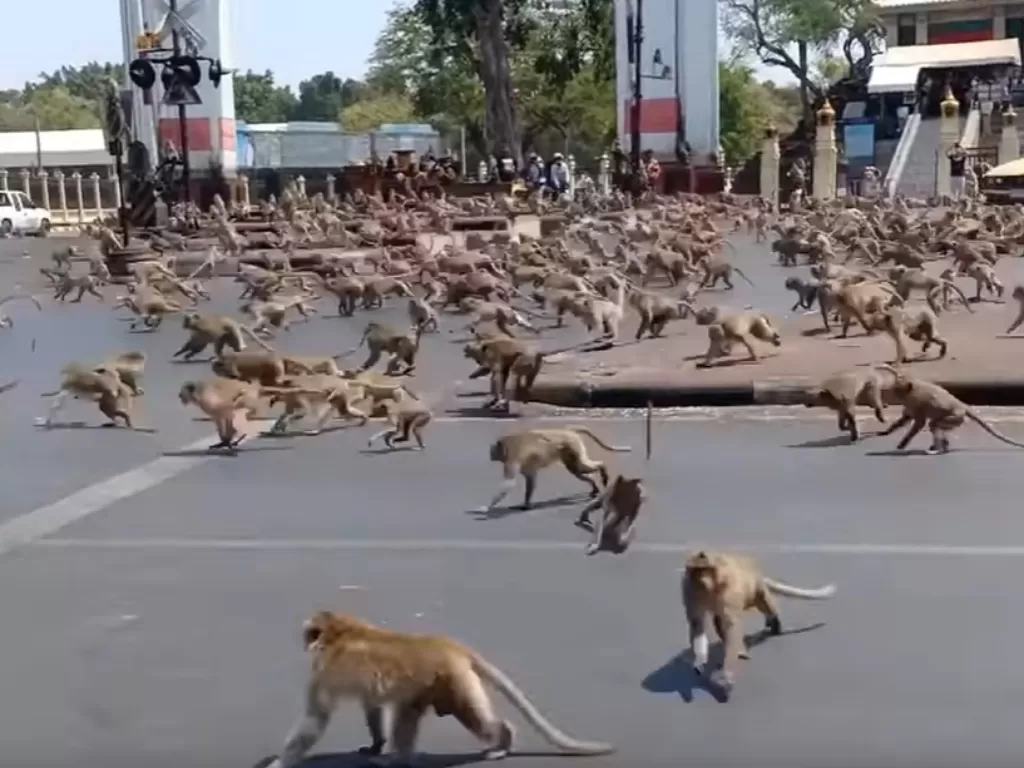 Monyet-monyet kelaparan di Thailand. (Screenshot)