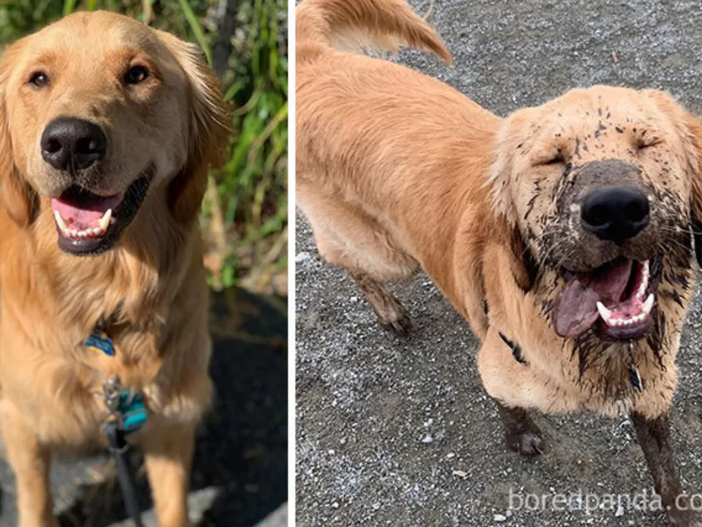 Potret anjing habis main lumpur. (photo/Boredpanda)
