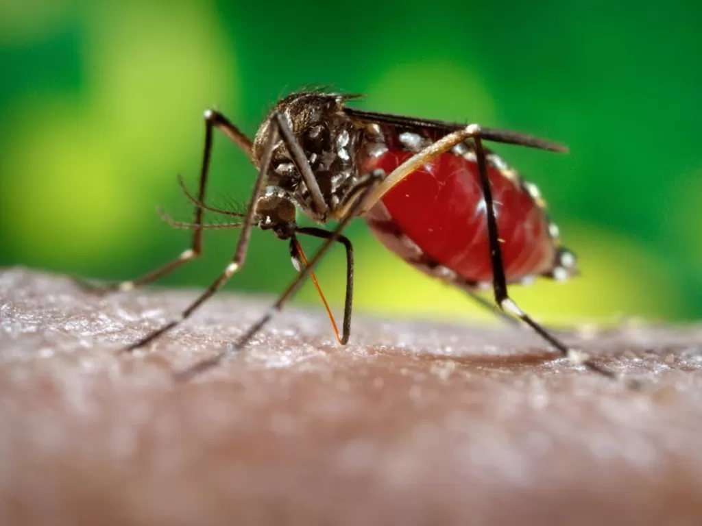 Nyamuk Aedes Aegypti penyebab penyakit Demam Berdarah Dengue (theconversation.com)