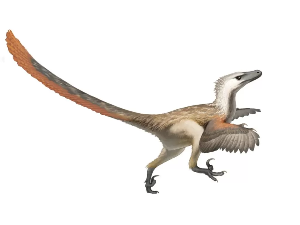 Ilustrasi Velociraptor. (zen.yandex.ru)
