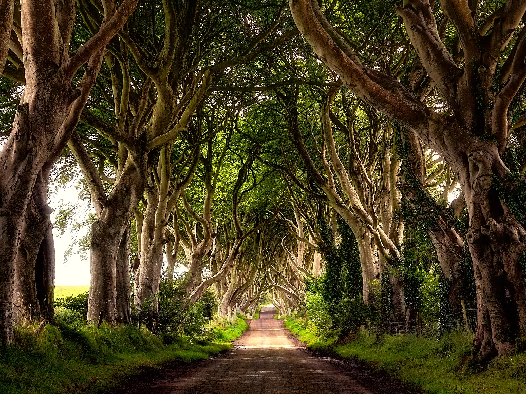 The Dark Hedges. (Flickr/Fat_Fingers)