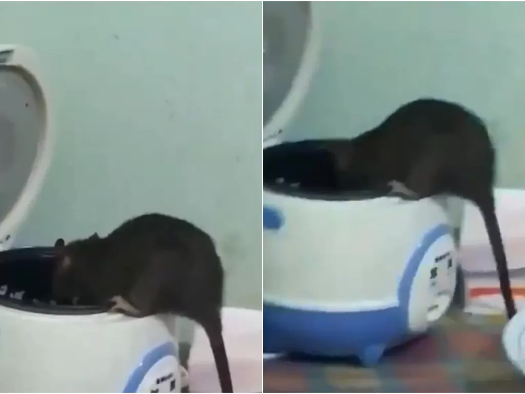 Seekor tikus kepergok makan nasi di rice cooker (Twitter/@Uwwuu_)