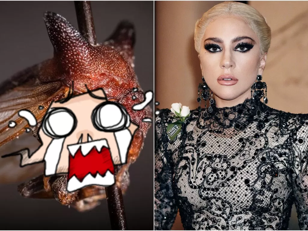 Kiri: Spesies serangga baru 'Kaiakaia Gaga' (Wikipedia). Kanan: Lady Gaga (Instagram/@ladygaga)