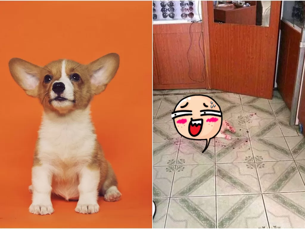 Kiri: Ilustrasi anak anjing (Unsplash/@alvannee). Kanan: Anjing kecil disangka mati berlumuran darah (Twitter/@chrissytwittwit)