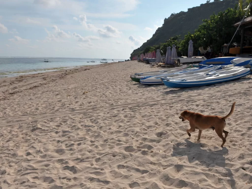 Seekor anjing berjalan di kawasan wisata Pantai Pandawa yang ditutup sementara di Badung, Bali, Sabtu (21/3). (ANTARA FOTO/Fikri Yusuf)