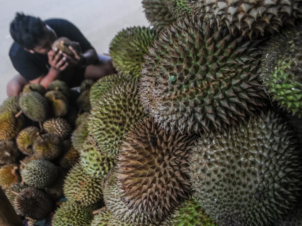 Seorang pembeli memilih durian lokal dari Baduy yang akan dibeli di Pasar Duren Gang Kibun, Lebak, Banten, Senin (10/2). (ANTARA FOTO/Muhammad Bagus Khoirunas)
