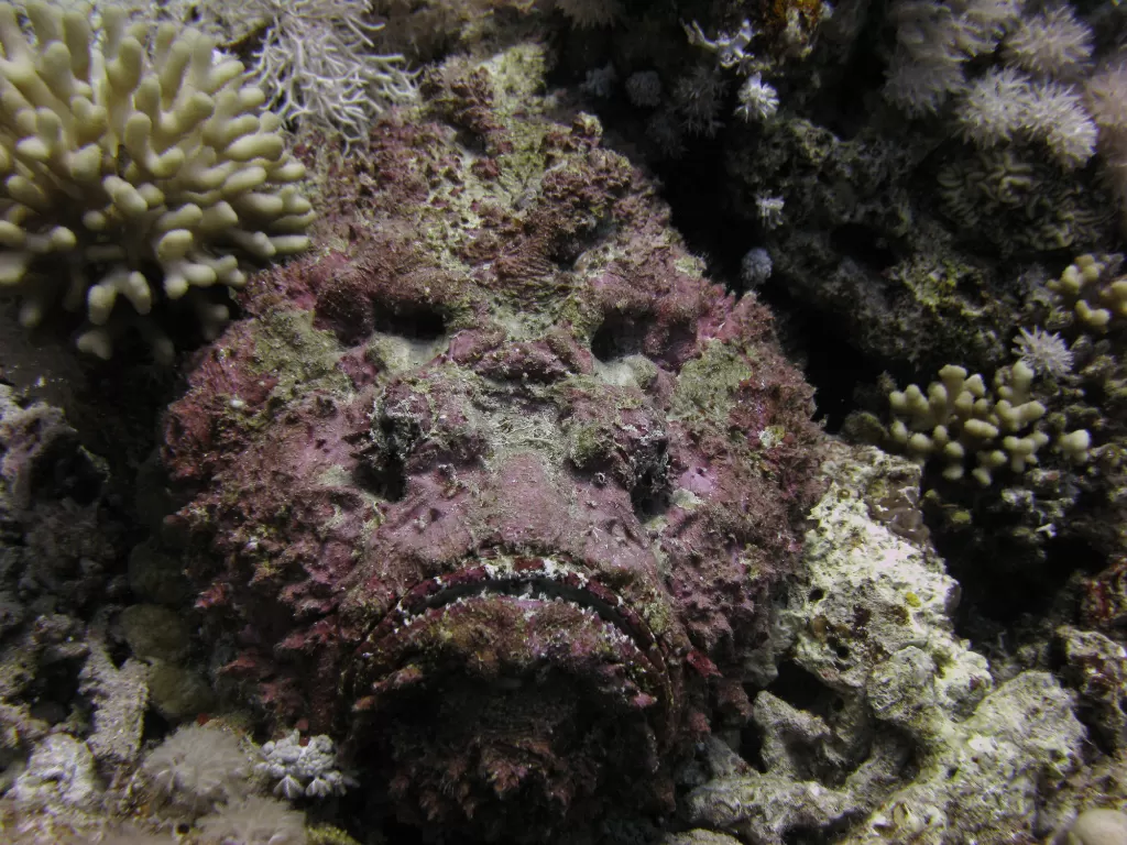 Stonefish atau ikan batu. (Flickr/Revjlw)