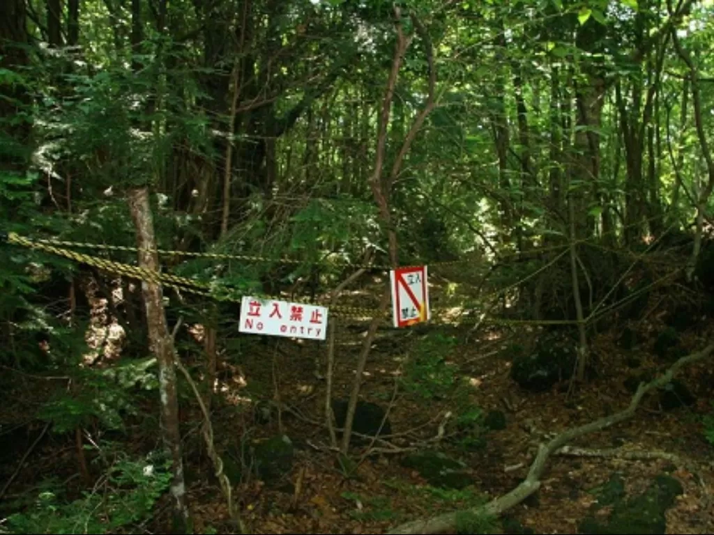 Hutan Aokigahara. (mysteriousfacts)