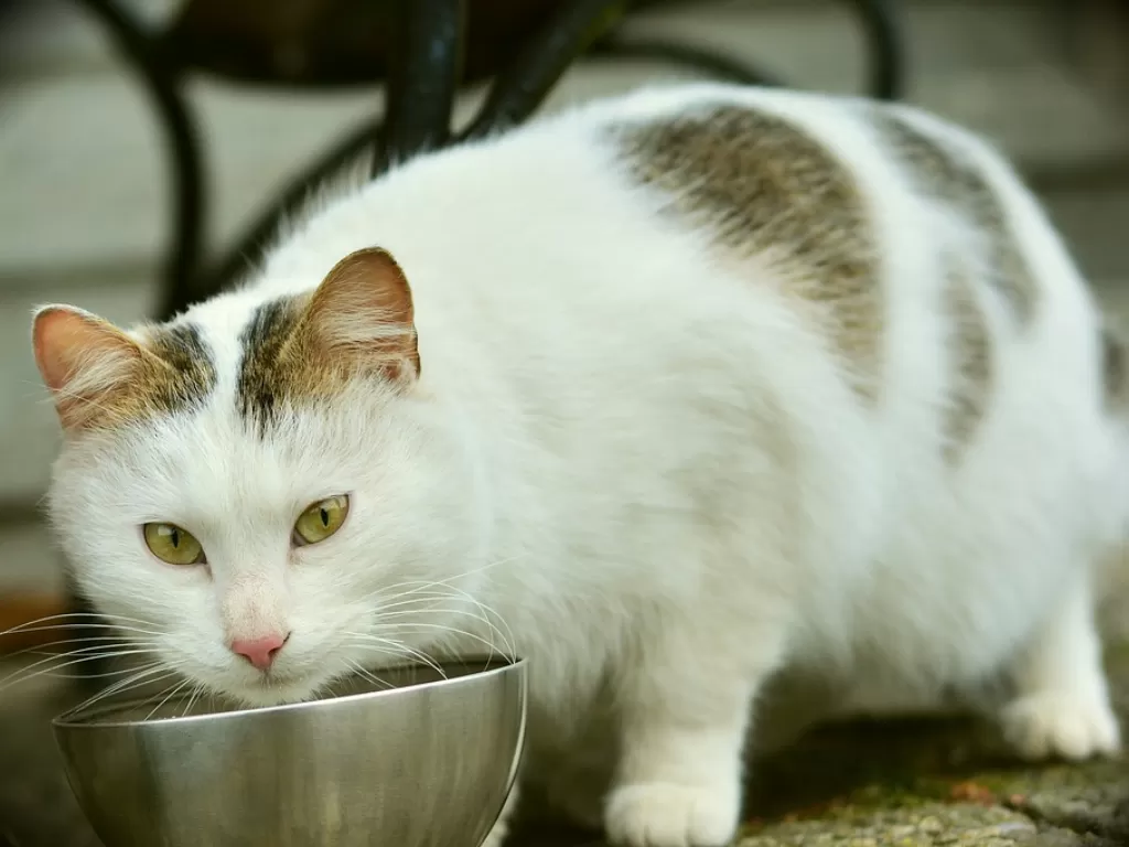 Ilustrasi kucing makan. (Pixabay/Congerdesign)