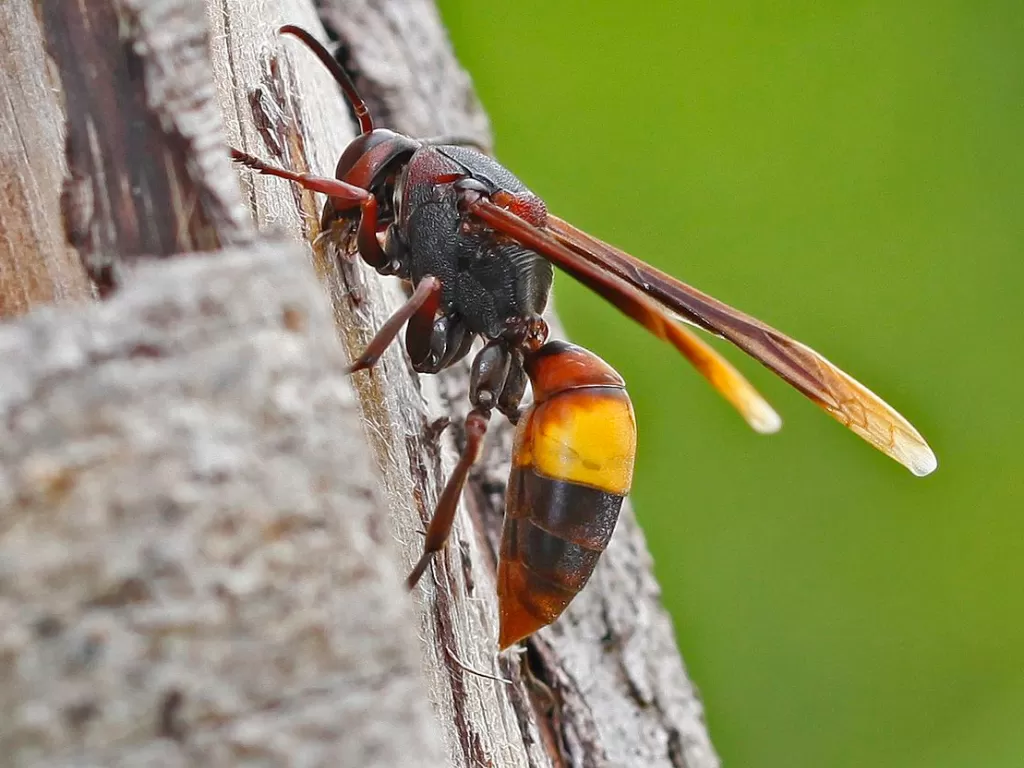 Tawon vespa affinis. (wikiwand.com)
