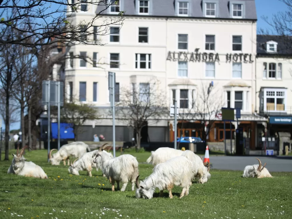 Sekumpulan kambing kashmir yang membanjiri kota Welsh, Irlandia. (REUTERS/Carl Recine)