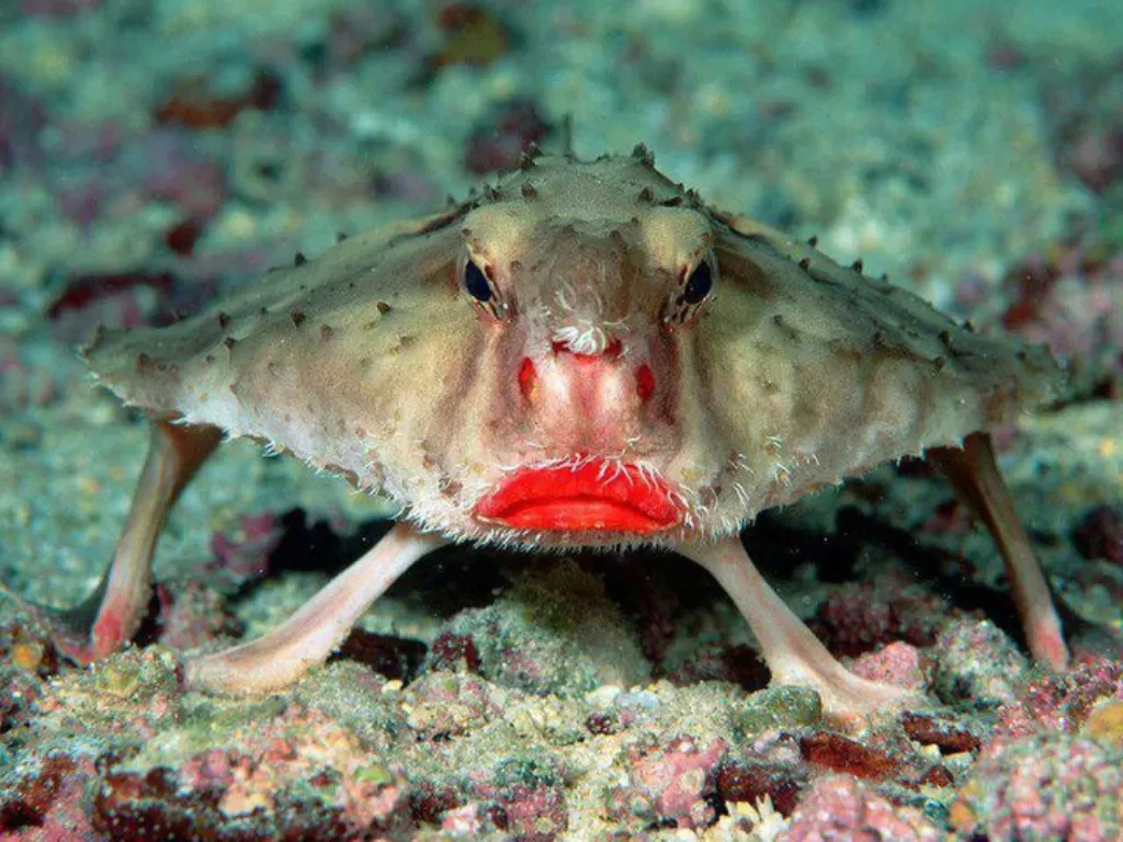 Red-lipped Batfish, ikan kelelawar bibir merah. (whatsthatfish.com)