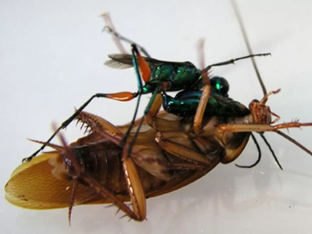 Jewel Wasp (Ampulex compressa). (Jeffrey Satria)