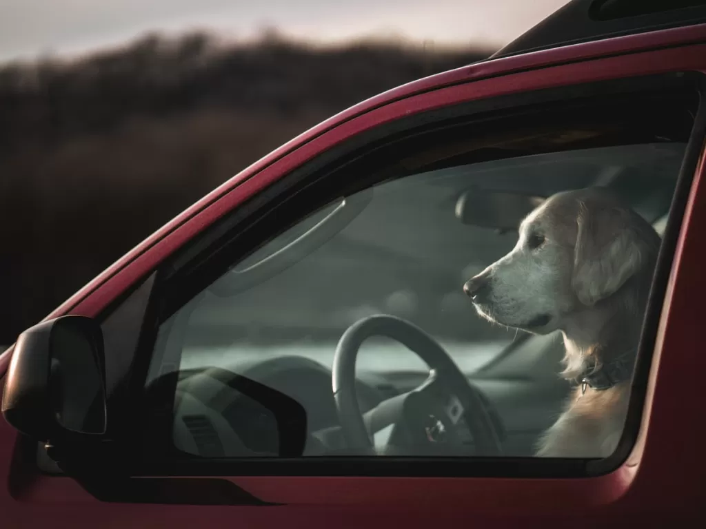 Ilustrasi anjing menyetir mobil. (Ilustrasi/Unsplash/A n v e s h)