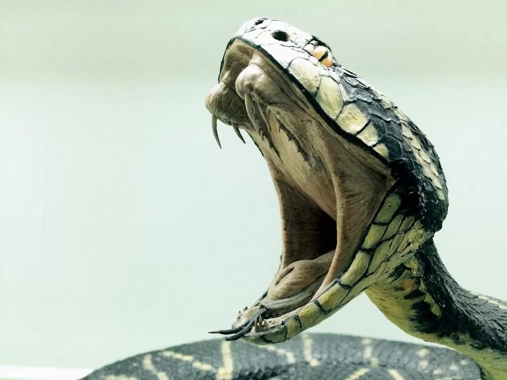 Ilustrasi gigi ular berbisa. (Pixabay/Peka)