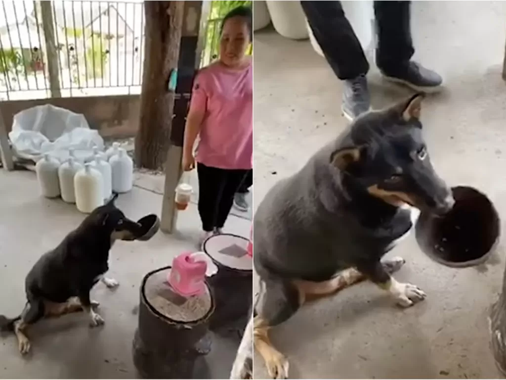 Potret Anjing yang membawa batok kelapa untuk meminta makanan (screenshoot/YouTube/Viral Press)