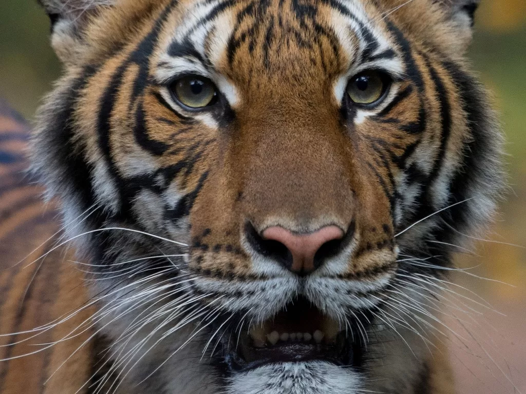 Harimau malaya di Broonx Zoo. (REUTERS)