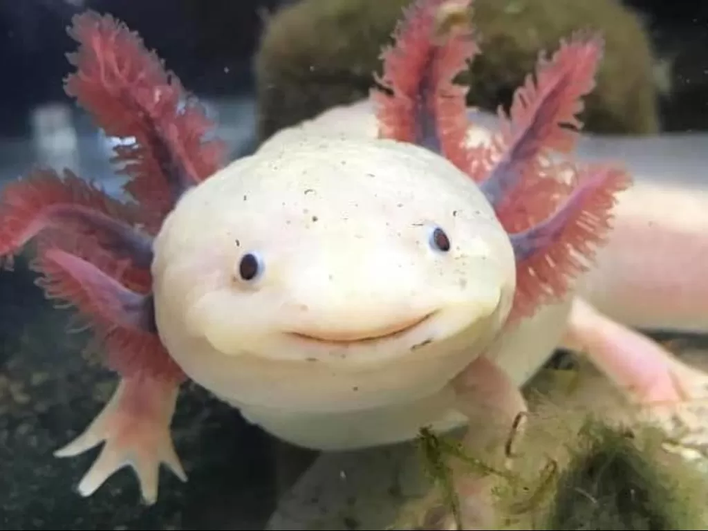 Axolotl, salamander berwajah lucu. (aquapparel.com)