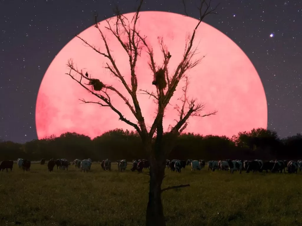 Ilustrasi fenomena super pink moon. (First Post)