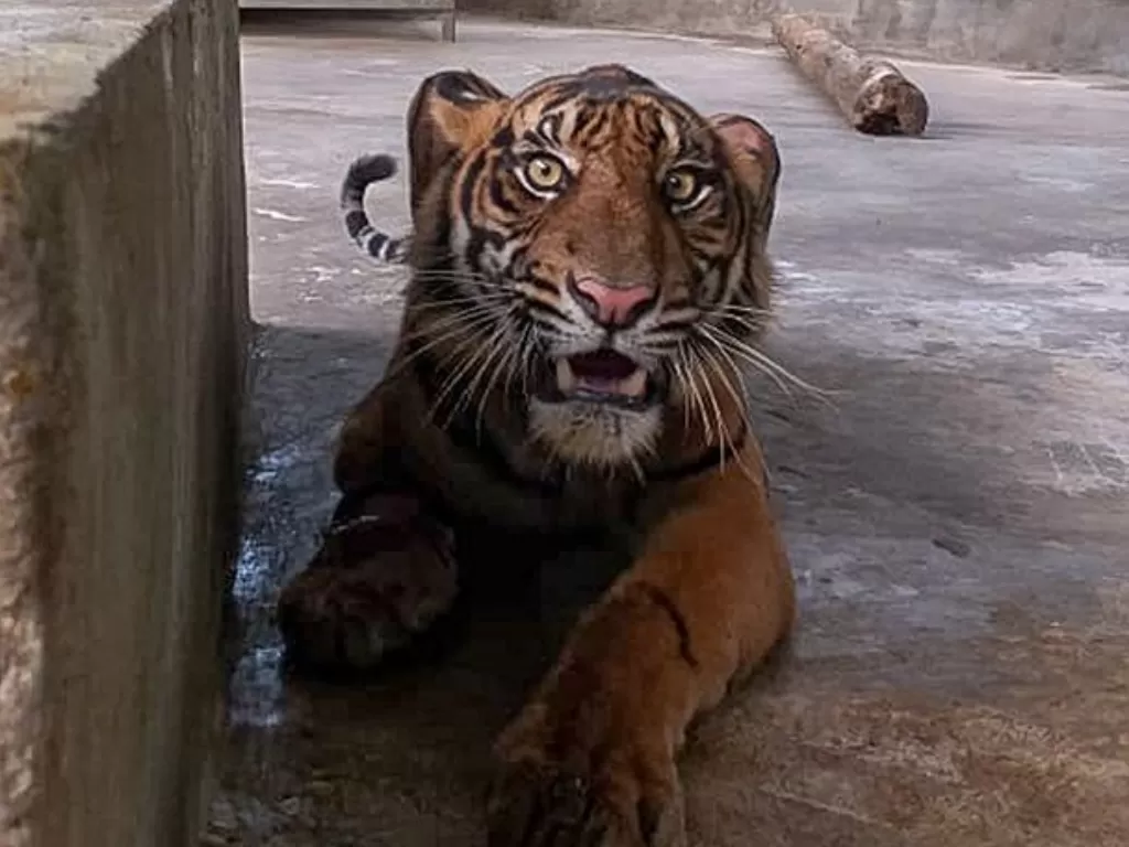 Harimau sumatera Corina di kandang Pusat Rehabilitasi Harimau Sumatera Dharmasraya di Sumatera Barat, tempatnya menjalani perawatan setelah terluka karena kena jerat di Kabupaten Pelalawan, Provinsi Riau. (Dok. BBKSDA Riau)
