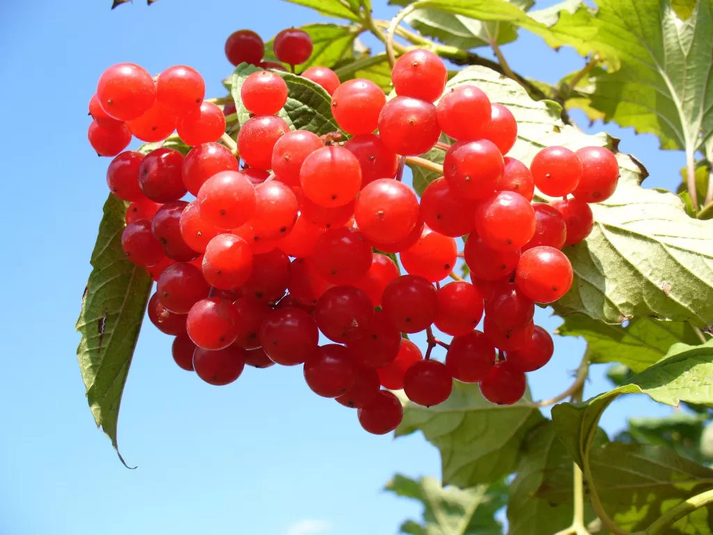 Buah cranberry (Pixabay/David Mark)