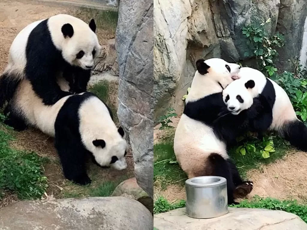 Panda di Hong Kong kawin di masa lockdown. (Twitter/@HongKongFP)