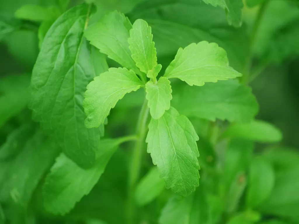  Mengenal Tanaman Stevia, Penghasil Gula Alami. (Pixabay/13082)