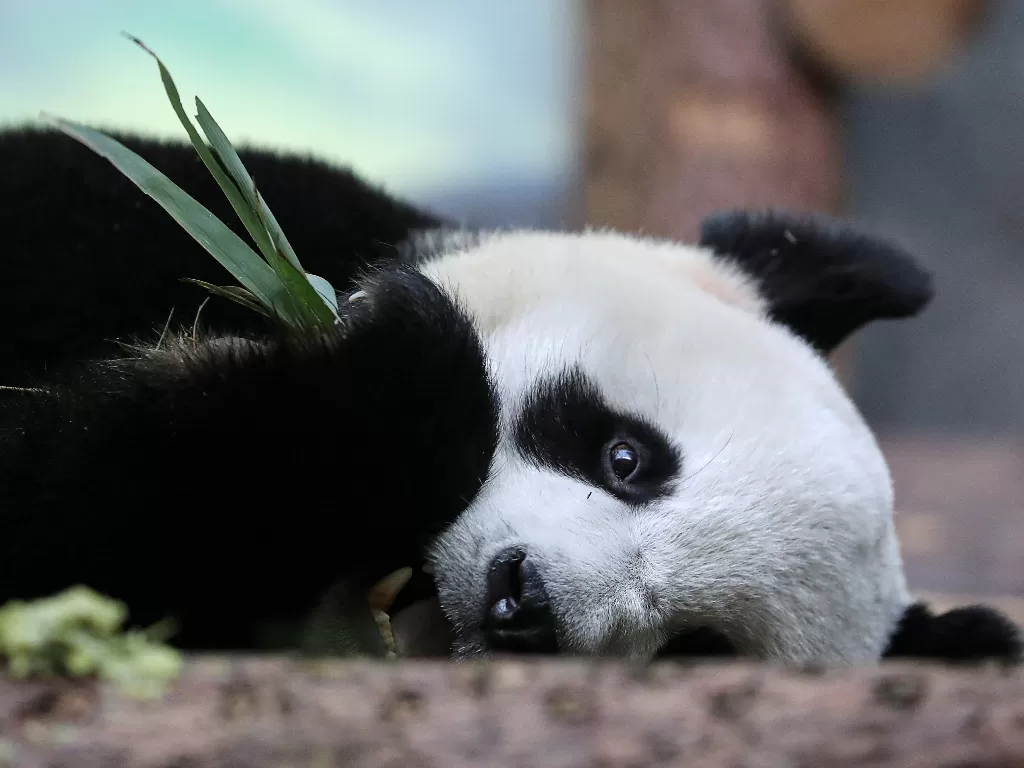 Seekor panda yang ada di kebun binatangan Moskow. (Photo/REUTERS/Evgenia Novozhenina)