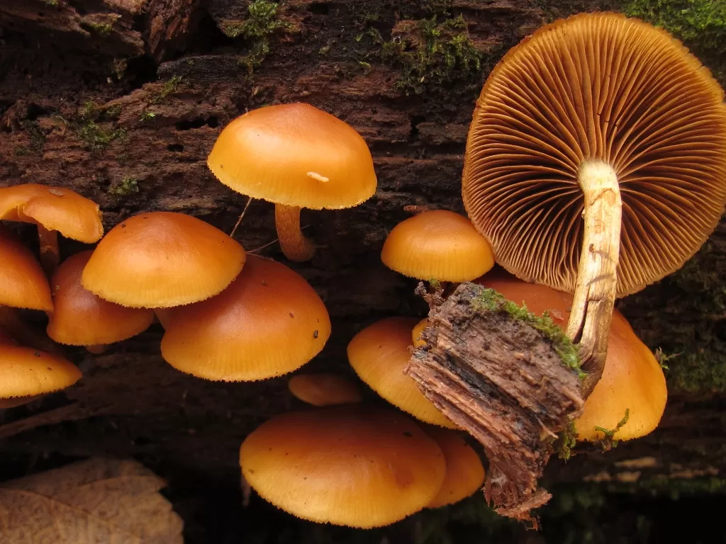 Jenis jamur paling beracun dan mematikan Galerina Marginata (Wikipedia)