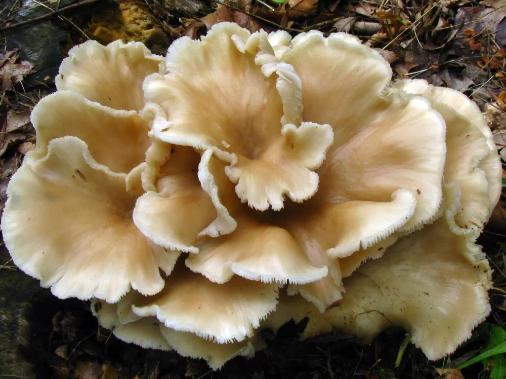 Jenis jamur tiram yang aman dikonsumsi (Wikimedia Commons)