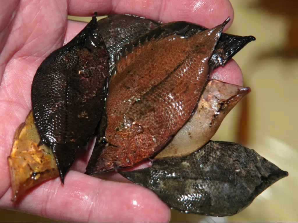 Ikan daun atau Monocirrhus Polyacanthus. (photo/reddit.com)