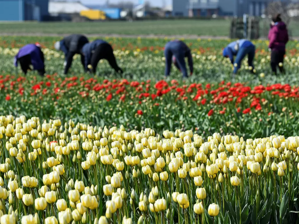 Sebuah perkebunan tulip di Belanda. (REUTERS)