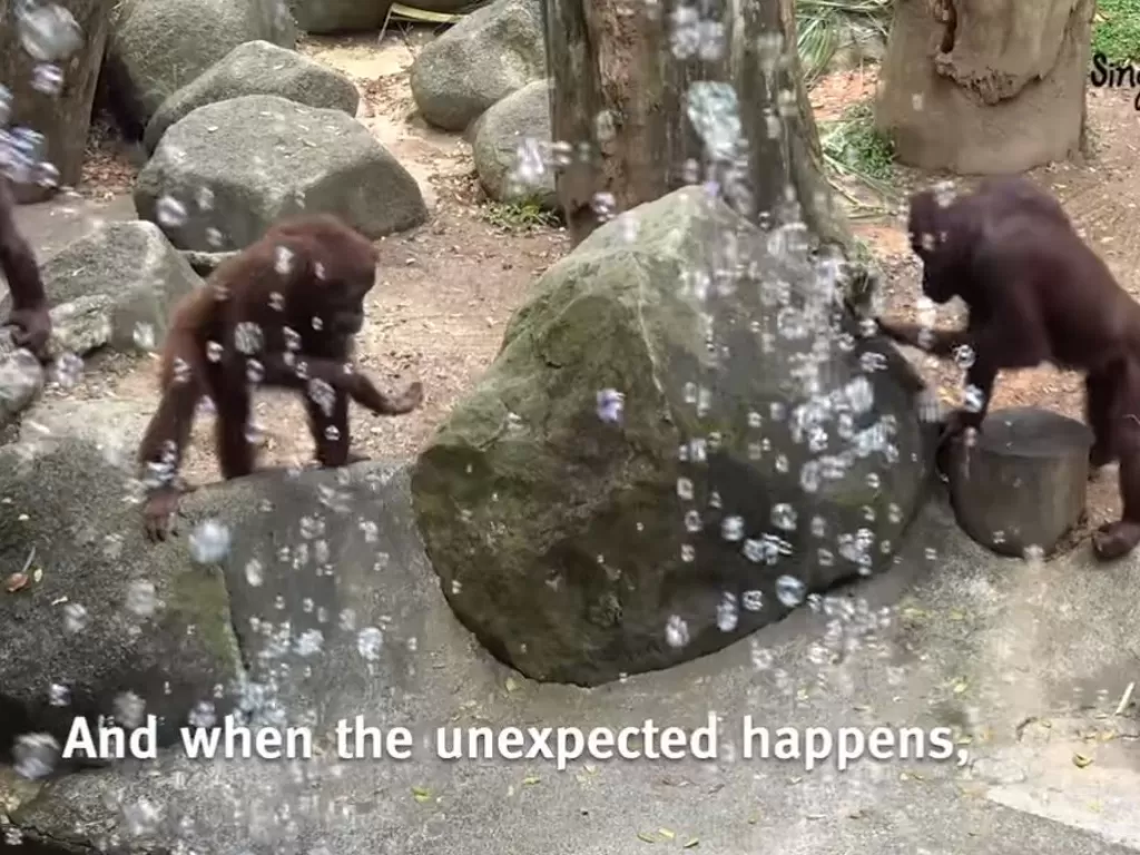 Orang utan di Singapore Zoo bermain gelembung sambun. (Tangkapan layar/Facebook/Wildlife Resever Singapore)