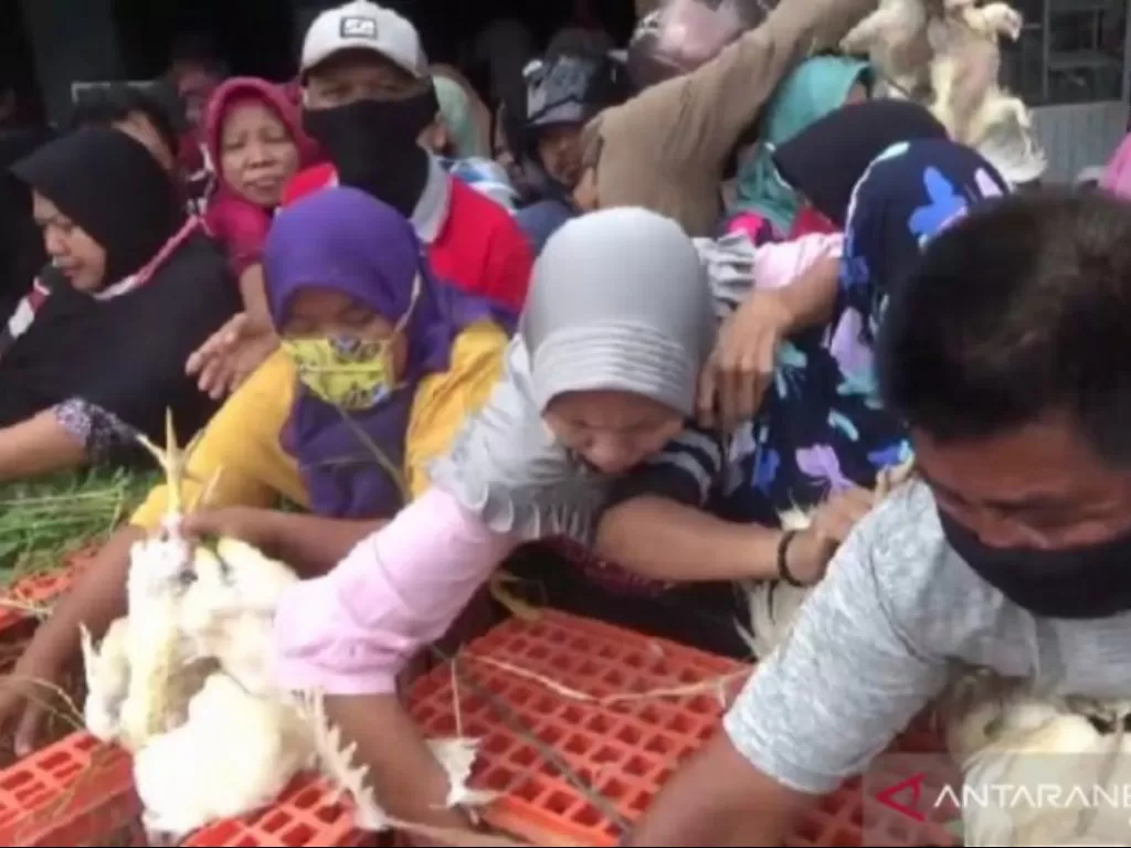 Sejumlah warga berebut ayam yang dibagikan secara gratis oleh peternak di Pasar Dungus, Kecamatan Wungu, Kabupaten Madiun, Jatim, Kamis (16/4/2020). (ANTARA)