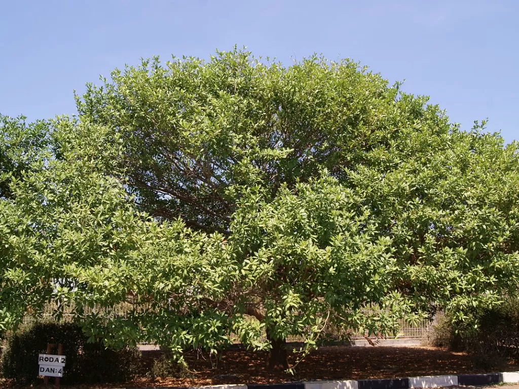 Pohon Nagasari. ((wikipedia.org)