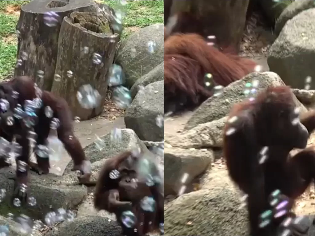 Potret orangutan yang bermain gelembung untuk mengusir bosan (Facebook/Wildlife Reserves Singapore)