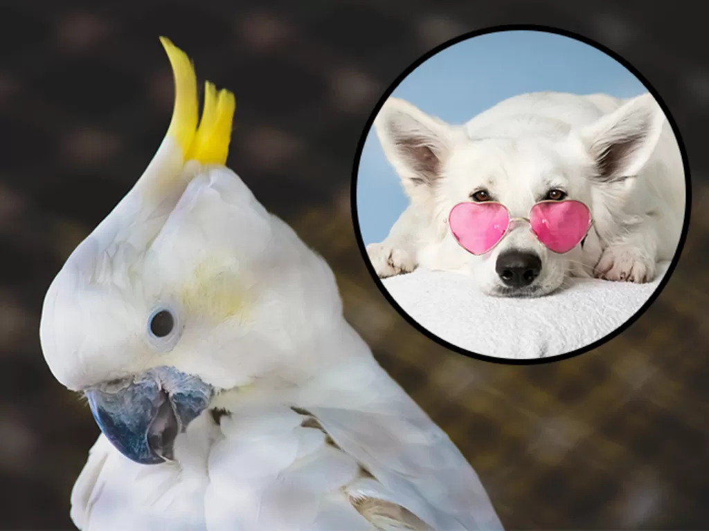 Ilustrasi burung kakak tua dan anjing. (Pexels/Rahul Pandit/Simona Kidri?)