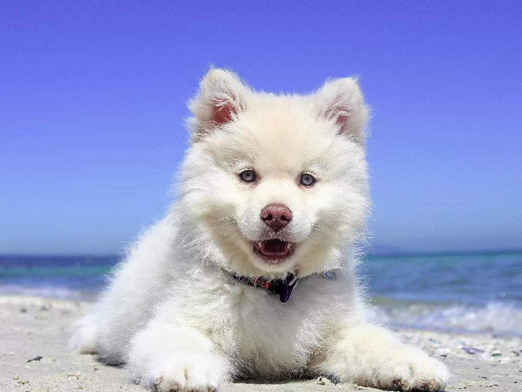 Anjing bisa deteksi virus corona (Pexels/Pixabay)