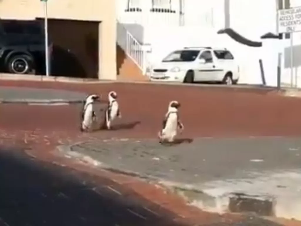 Penguin masuk ke pemukiman warga. (Screenshot)